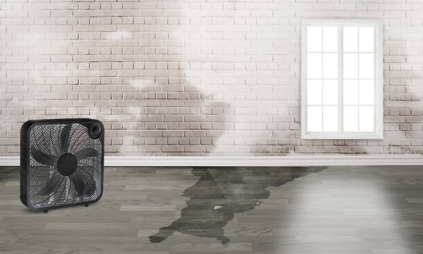Best Basement water damage restoration  in Fordoche, LA